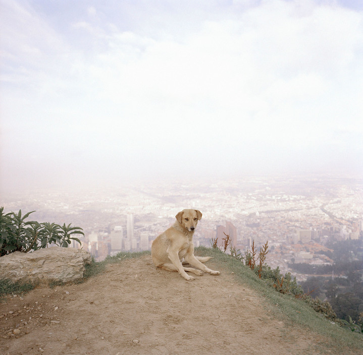 Dog Days, Bogotá • Alec Soth • Magnum Photos